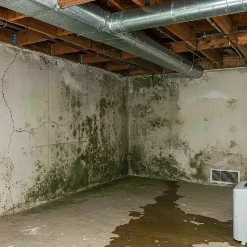 Professional Mold Removal in New Madrid County, MO